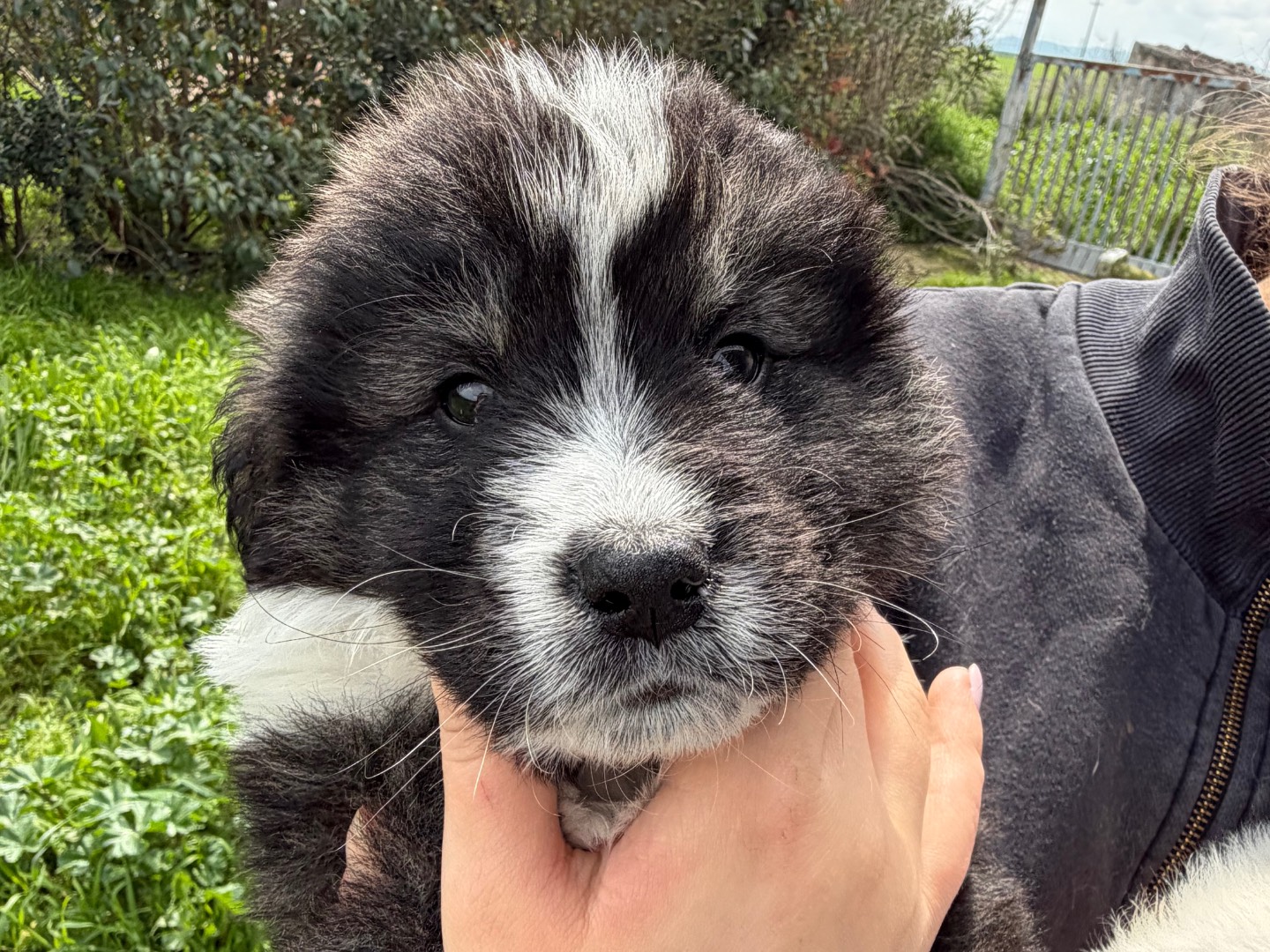 Adozione cane, maschio, Razza sconosciuta Razza sconosciuta, 2 mesi, taglia grande, Potenza