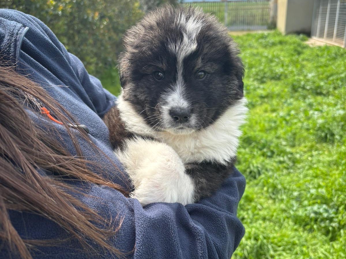 Adotta un cane, maschio, 2 mesi, Potenza