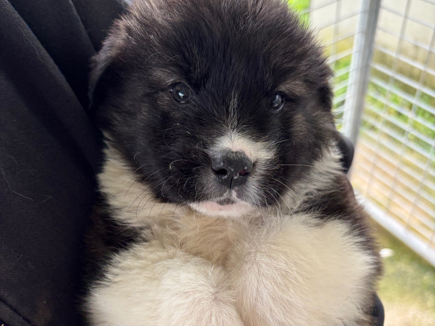 Adozione cane, femmina, Pastore maremmano Razza sconosciuta, 2 mesi, taglia grande, Potenza