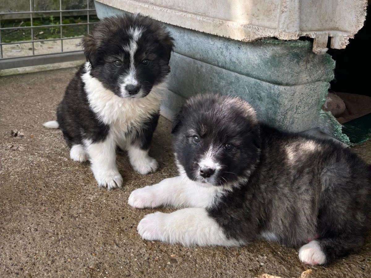 Adotta un cane, femmina, 2 mesi, Potenza