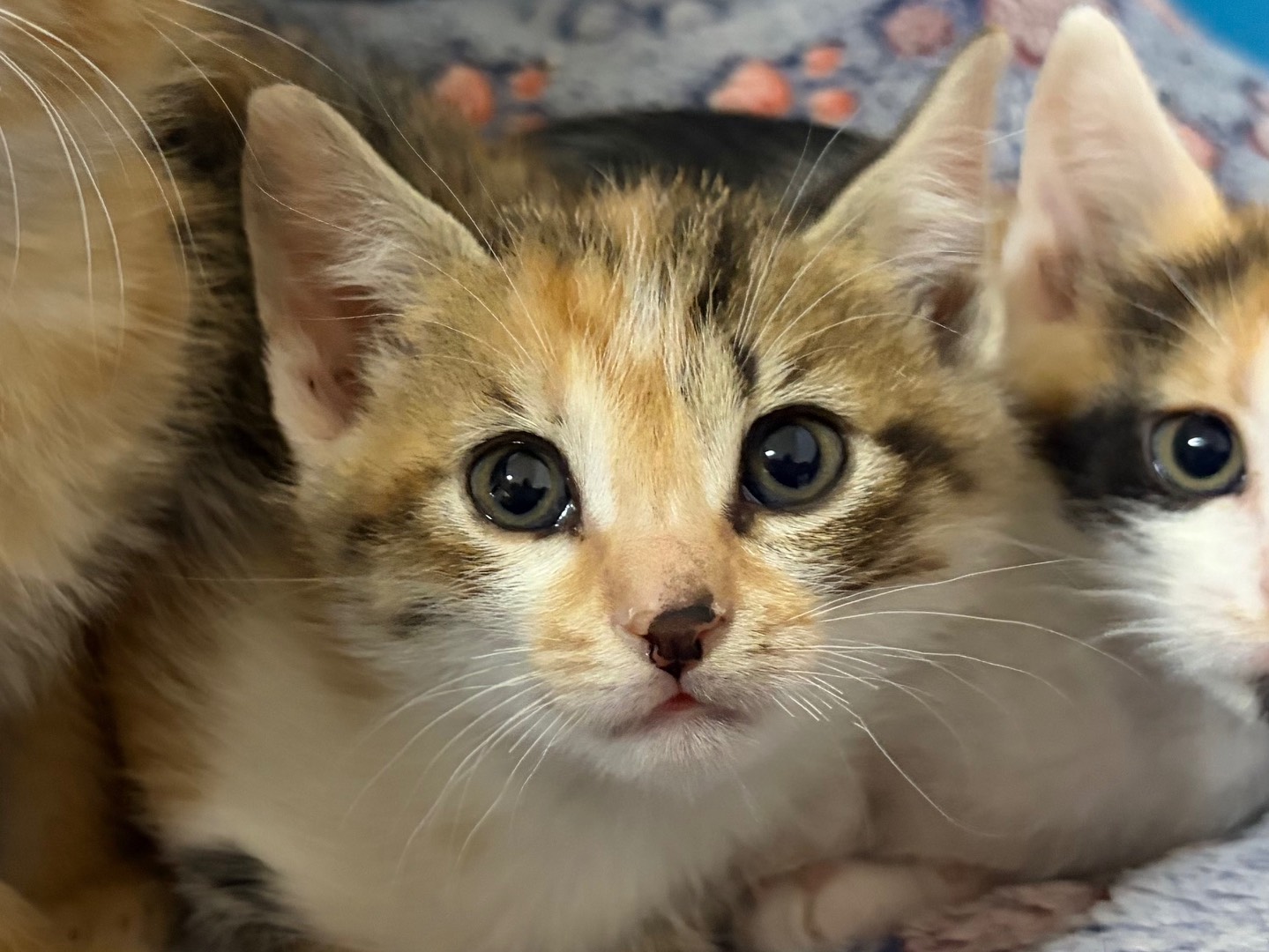 Adozione gatto, femmina, Razza sconosciuta Razza sconosciuta, 1 mesi, taglia non valida, Potenza