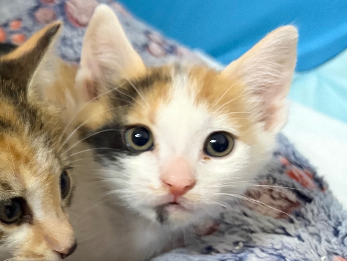 Adozione gatto, femmina, Razza sconosciuta Razza sconosciuta, 1 mesi, taglia non valida, Potenza