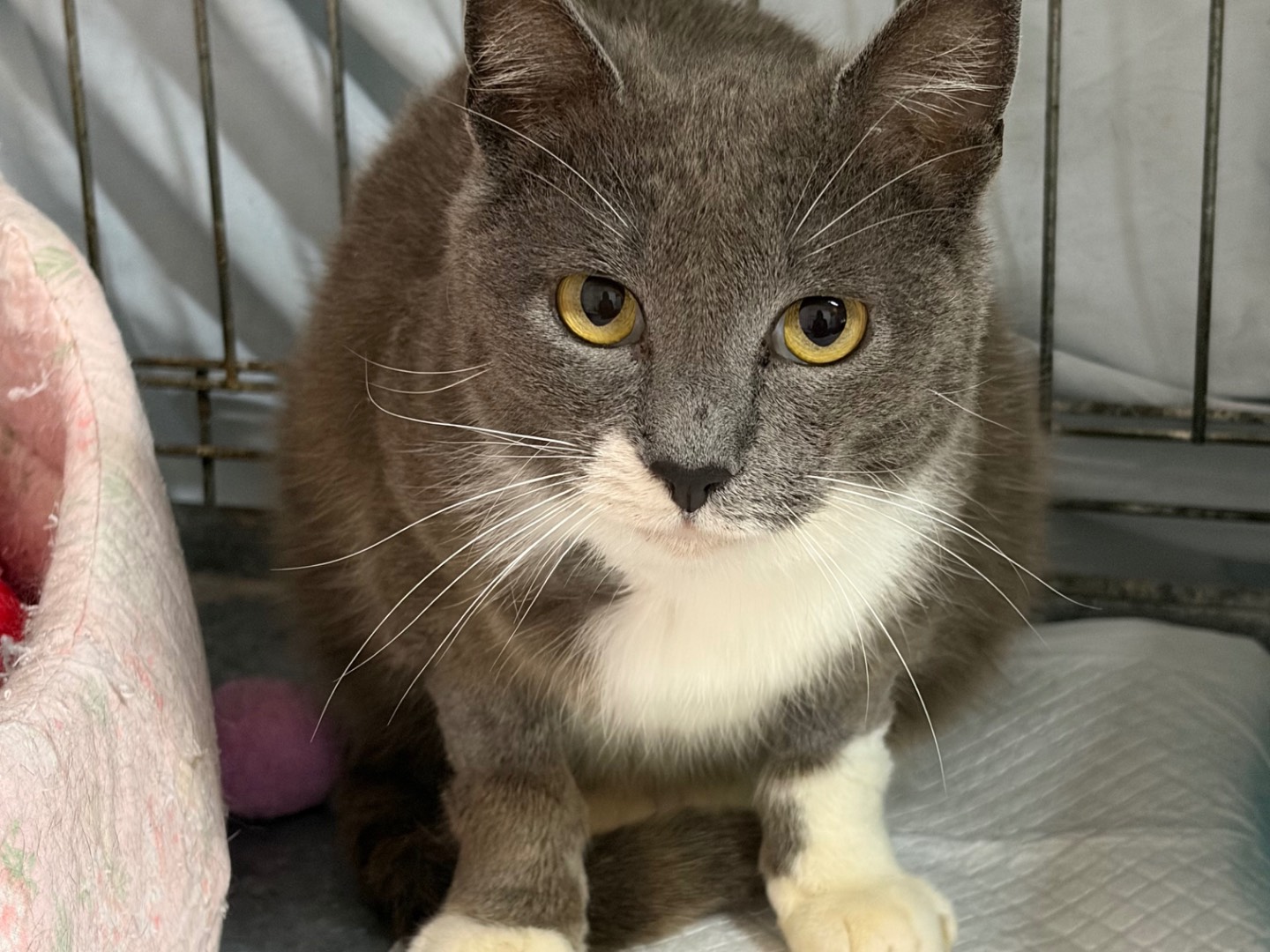 Adozione gatto, femmina, Razza sconosciuta Razza sconosciuta, 5 anni e 3 mesi, taglia non valida, Potenza