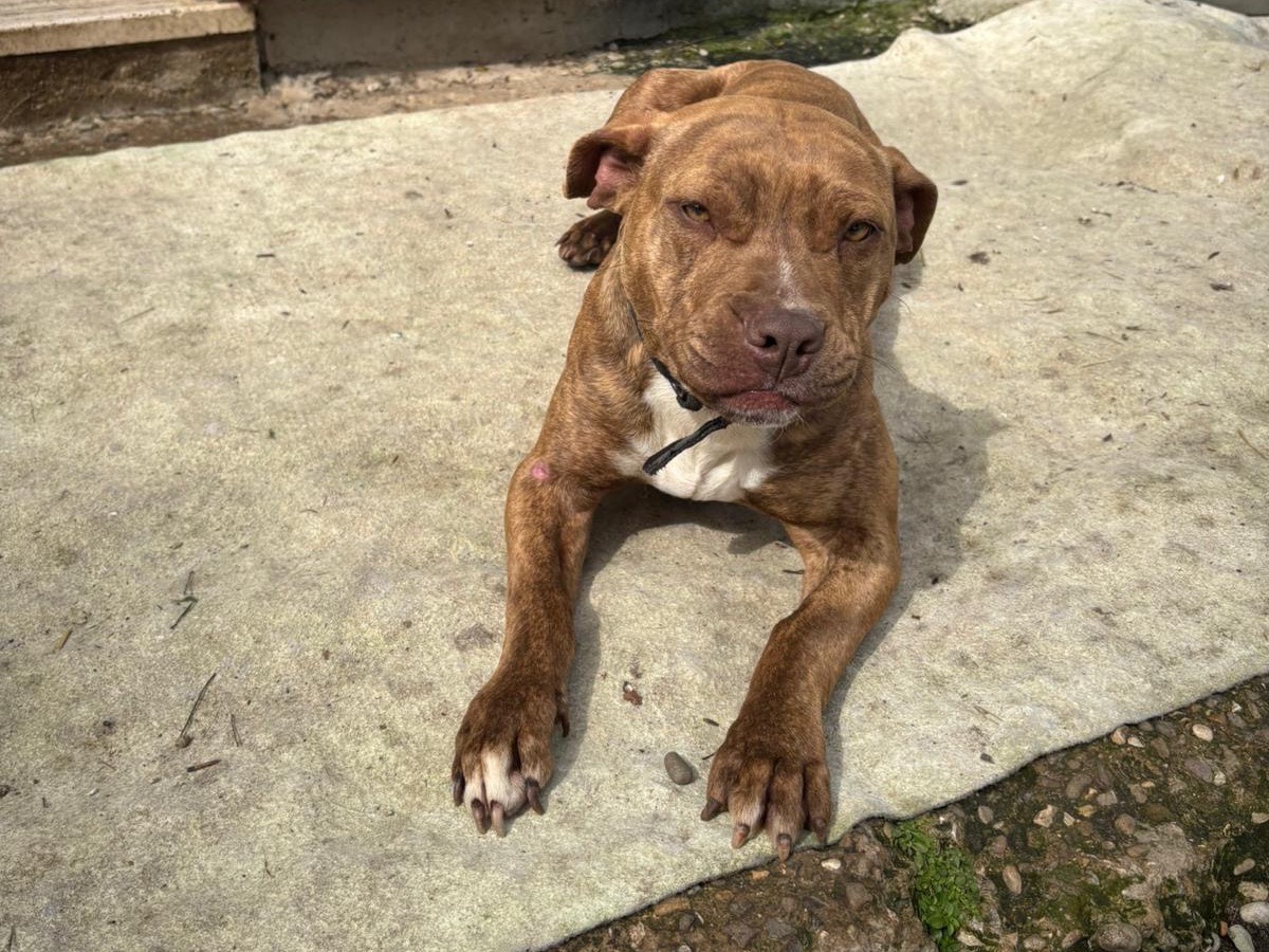 Adozione cane, femmina, Pitbull Razza sconosciuta, 4 mesi, taglia media, Potenza
