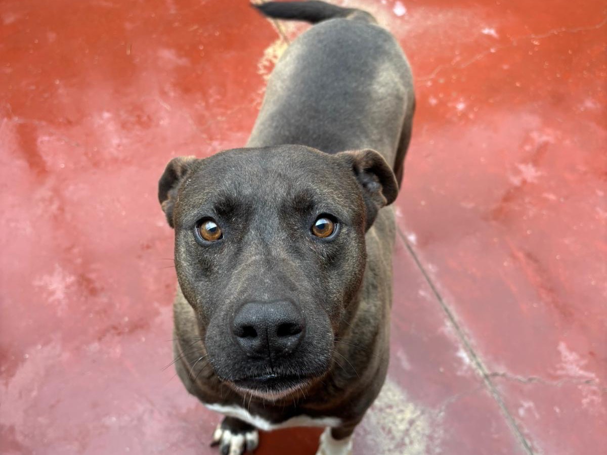 Adozione cane, maschio, Pitbull Razza sconosciuta, 8 anni e 3 mesi, taglia media, Potenza