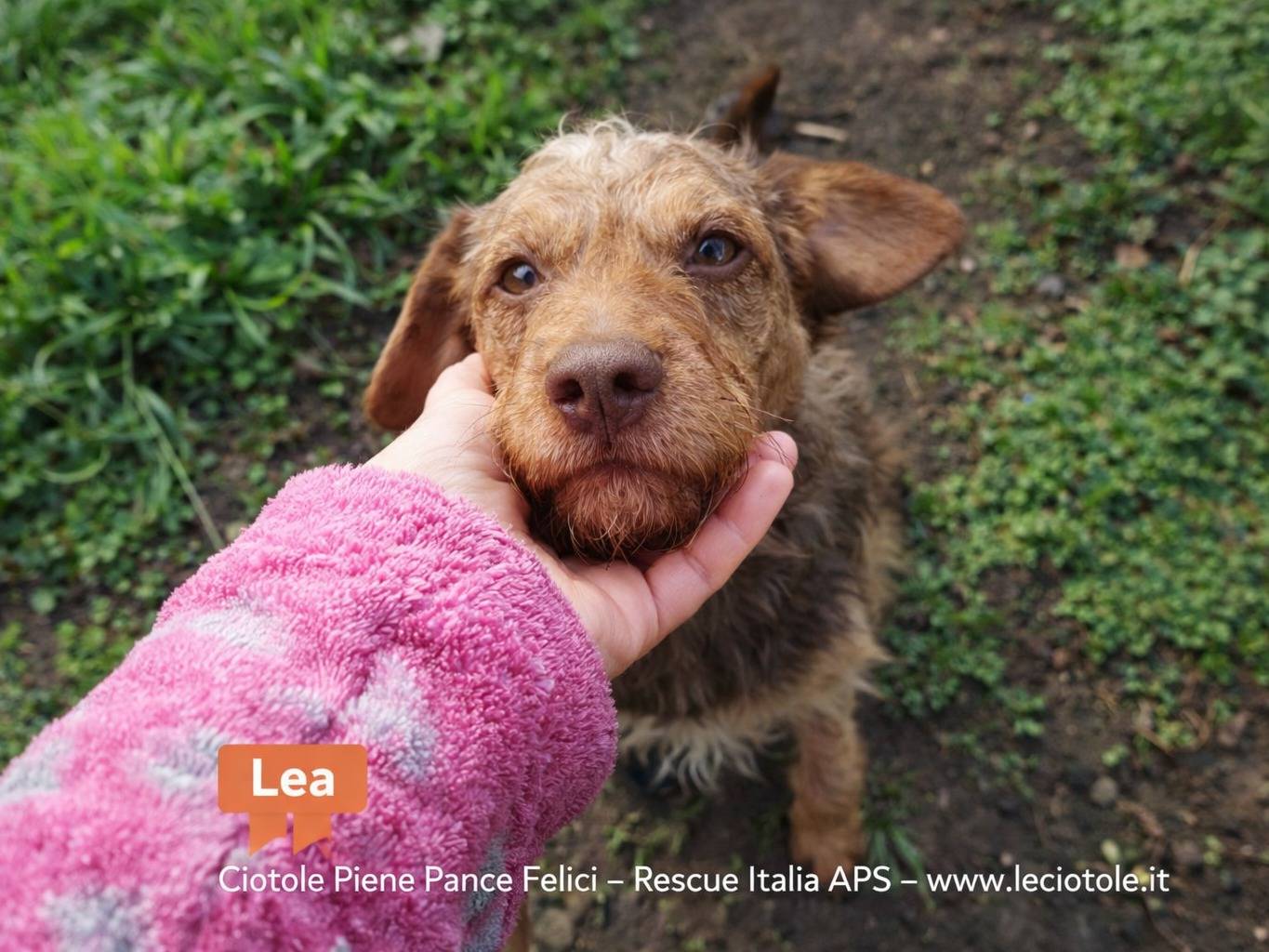 Adozione cane, femmina, Spinone Razza sconosciuta, 2 anni e 2 mesi, taglia media, Avellino
