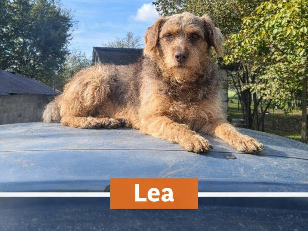 Adotta un cane, femmina, 2 anni e 2 mesi, Avellino