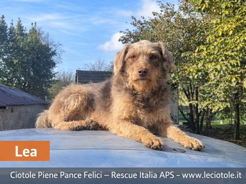 Adotta un cane, taglia media, femmina, Avellino