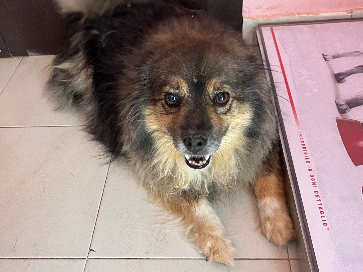 Adozione cane, femmina, Razza sconosciuta Razza sconosciuta, 9 anni e 3 mesi, taglia media contenuta, Potenza