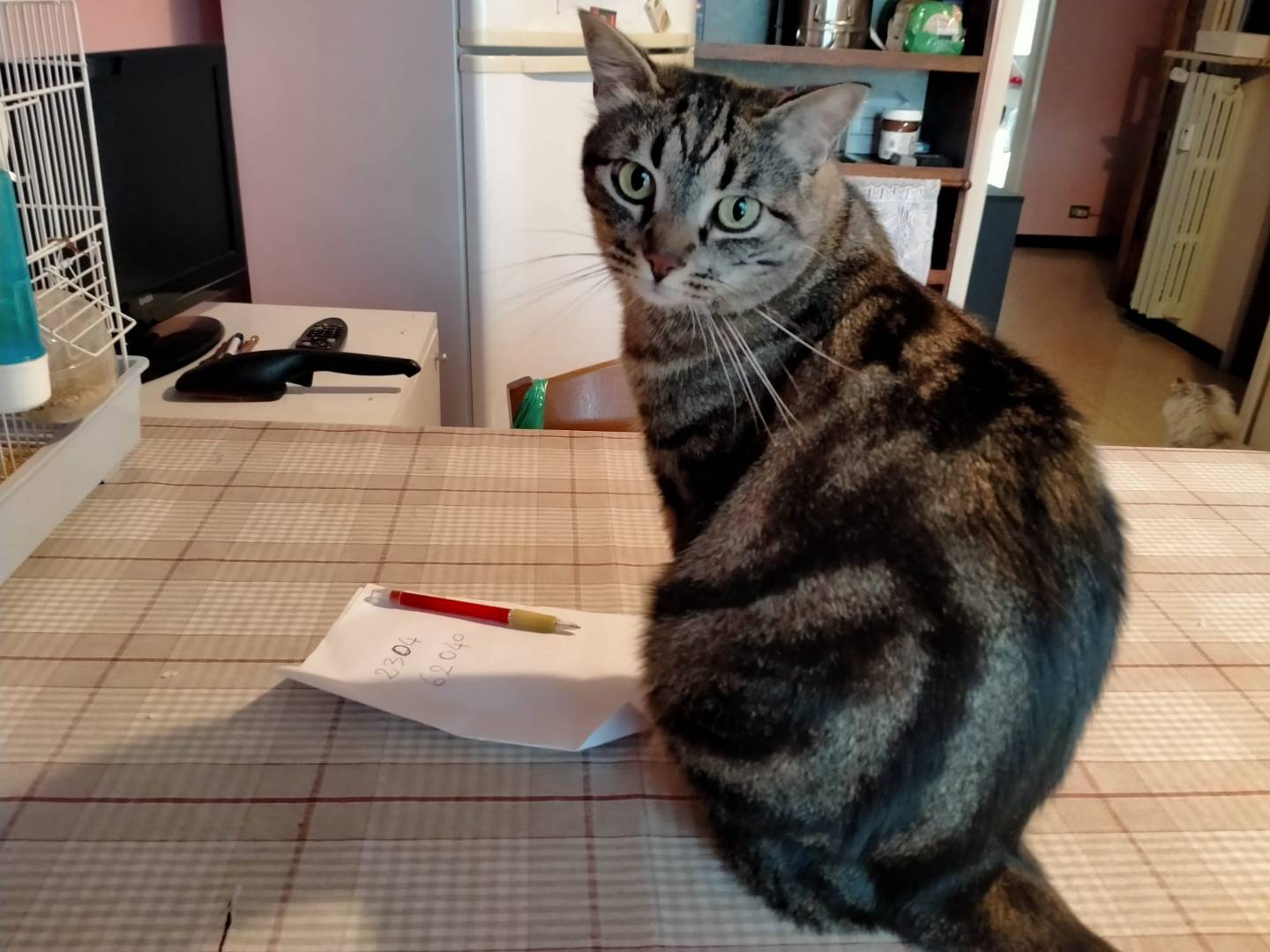 Adozione gatto, femmina, Razza sconosciuta Razza sconosciuta, 10 anni e 3 mesi, taglia non valida, Asti