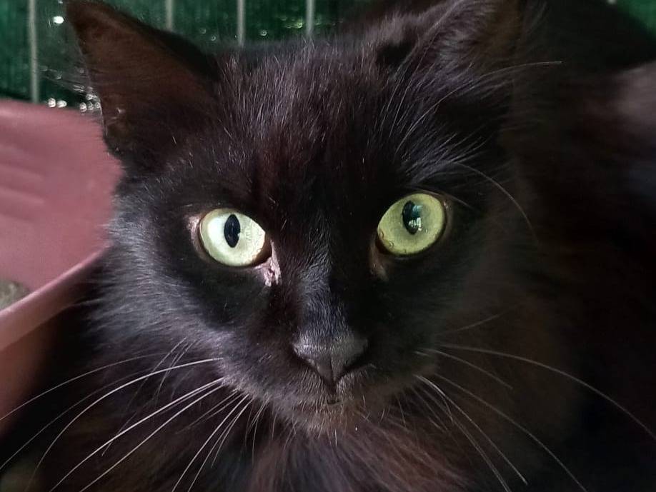 Adozione gatto, femmina, Razza sconosciuta Razza sconosciuta, 1 anno, taglia non valida, Palermo