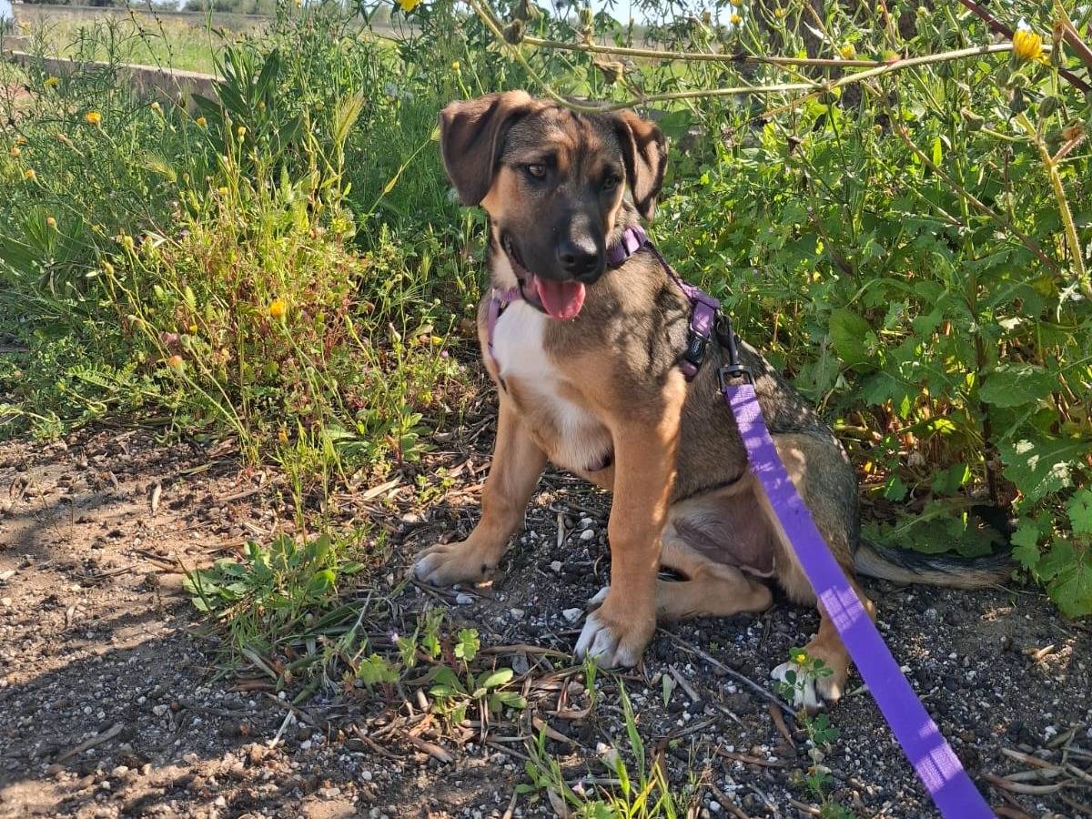 Adotta il cane Fucsia  a Bari