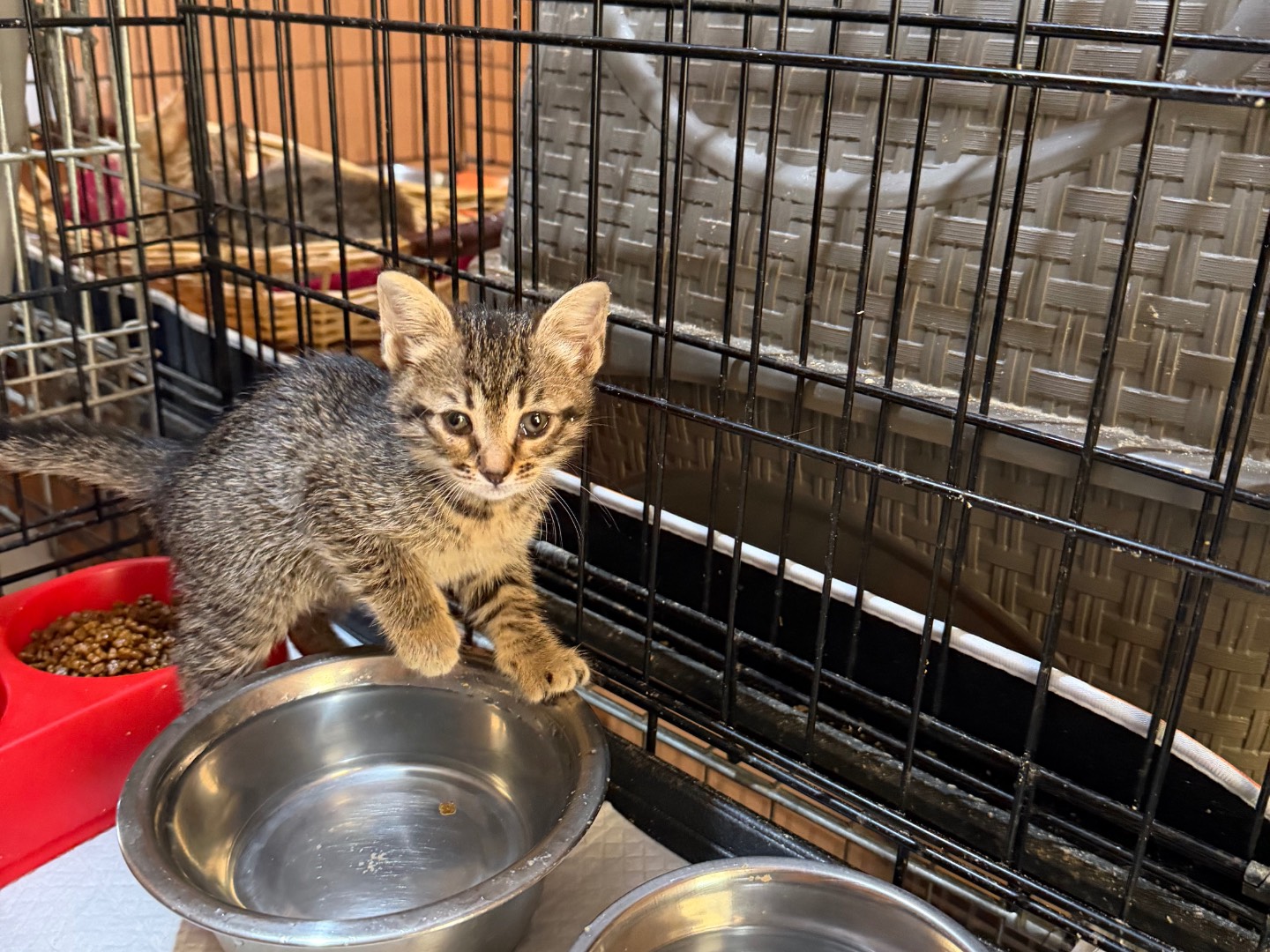 Adozione gatto, femmina, Razza sconosciuta Razza sconosciuta, 1 mesi, taglia non valida, Milano