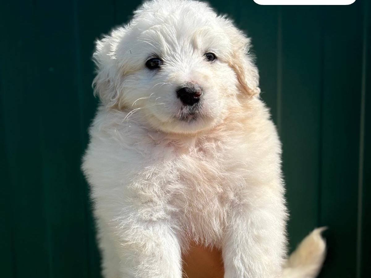 Adozione cane, femmina, Pastore maremmano Razza sconosciuta, 2 mesi, taglia grande, Pisa