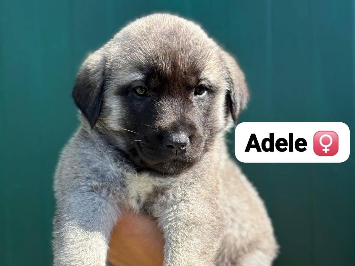 Adozione cane, femmina, Pastore maremmano Razza sconosciuta, 2 mesi, taglia grande, Pisa