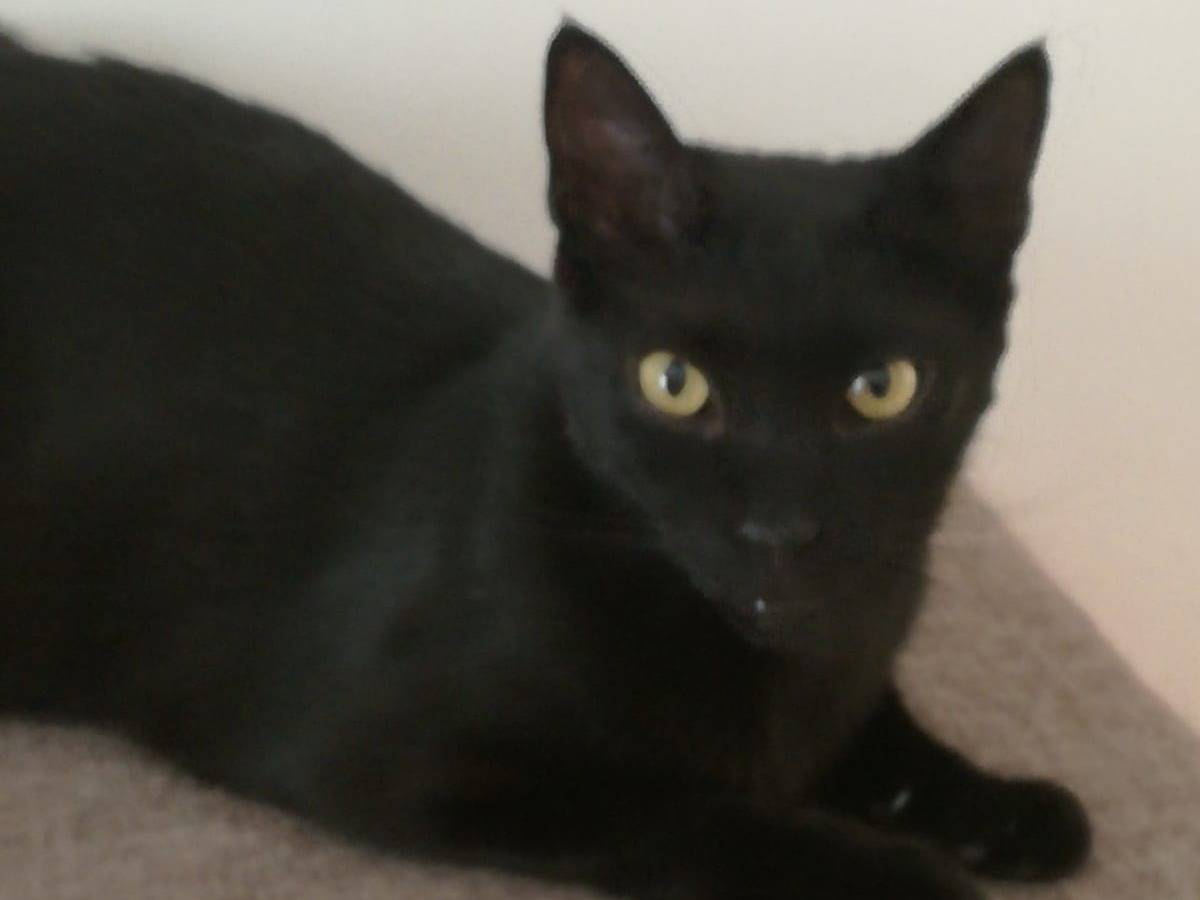 Adozione gatto, maschio, Razza sconosciuta Razza sconosciuta, 4 anni e 11 mesi, taglia non valida, Barletta