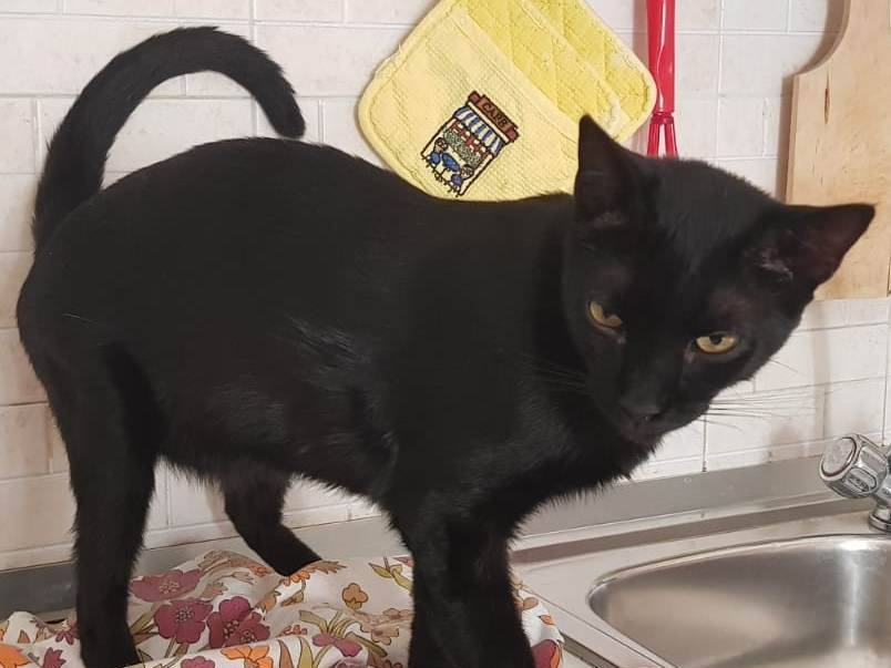 Adotta il gatto Geii a Barletta