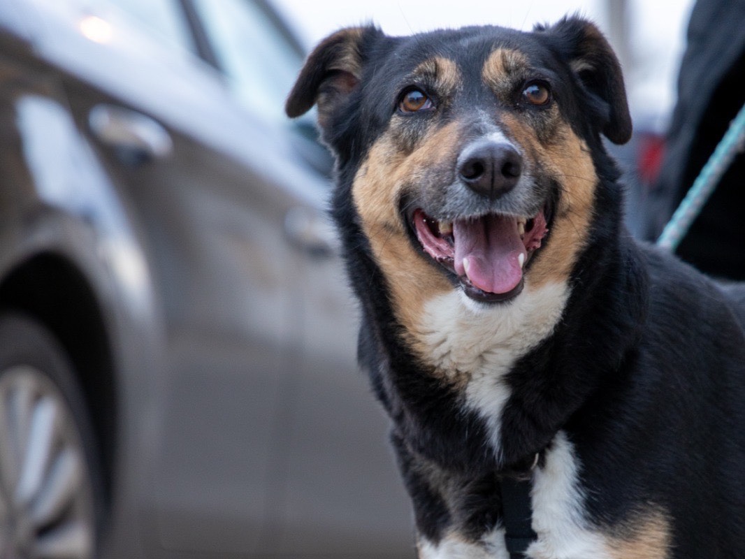 Adozione cane, femmina, Razza sconosciuta Razza sconosciuta, 4 anni, taglia media, Siracusa