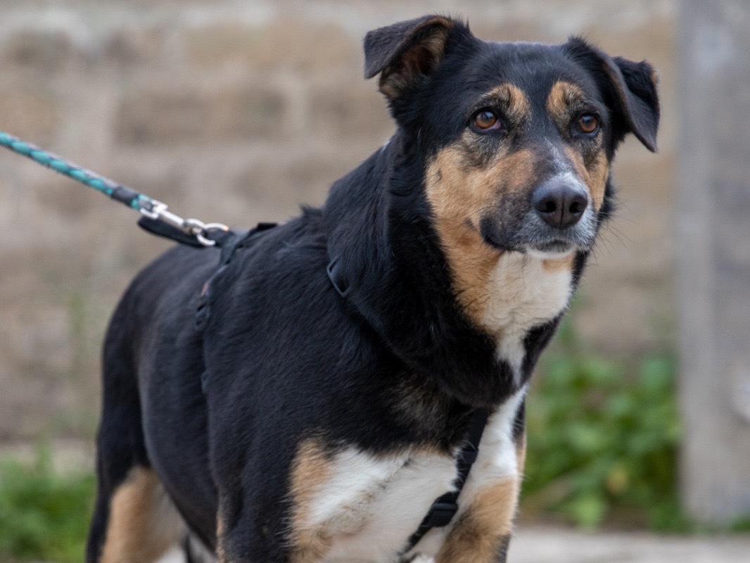 Adotta un cane, femmina, 4 anni, Siracusa