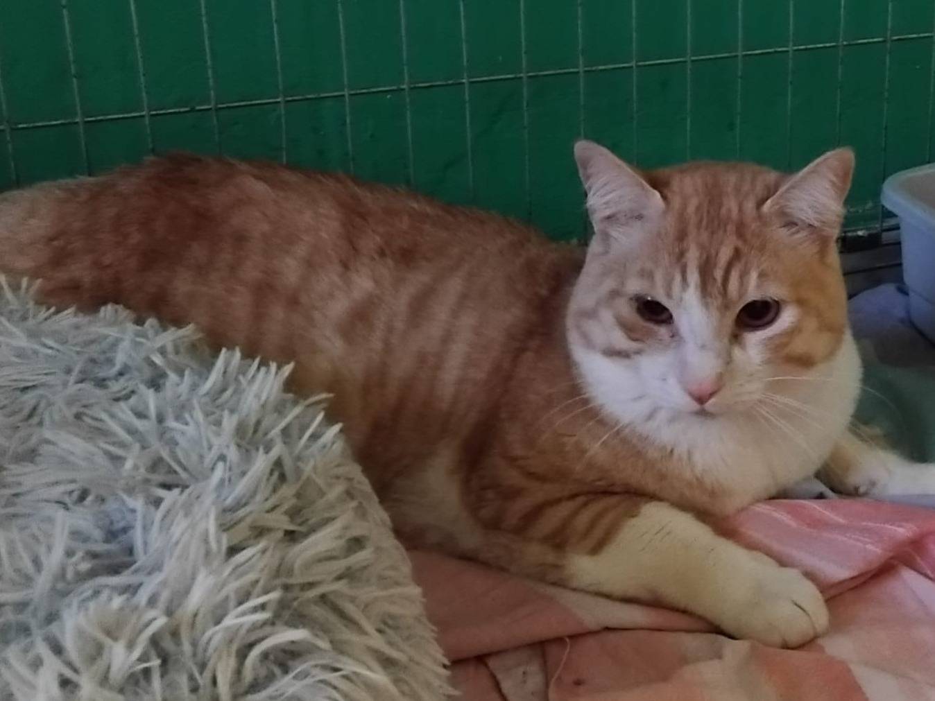 Adozione gatto, maschio, Razza sconosciuta Razza sconosciuta, 2 anni e 2 mesi, taglia non valida, Barletta