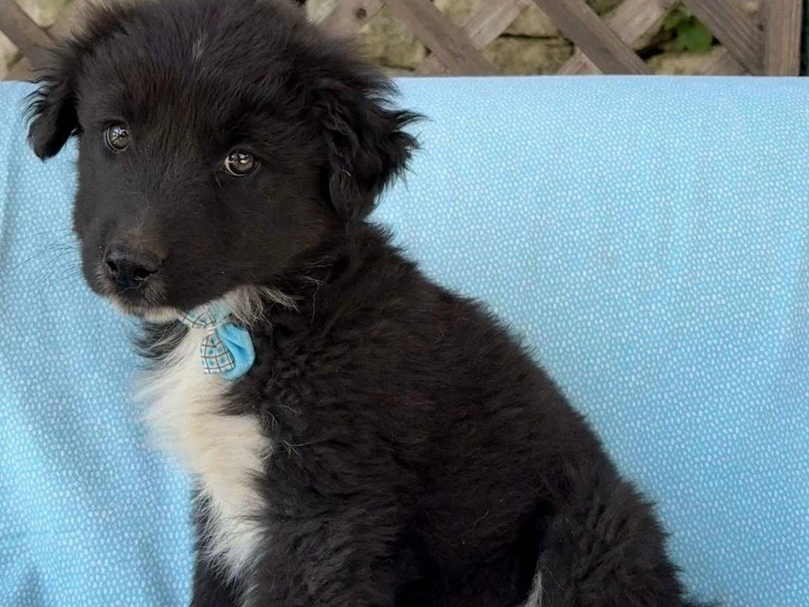 Adozione cane, maschio, Razza sconosciuta Razza sconosciuta, 2 mesi, taglia media, Siracusa