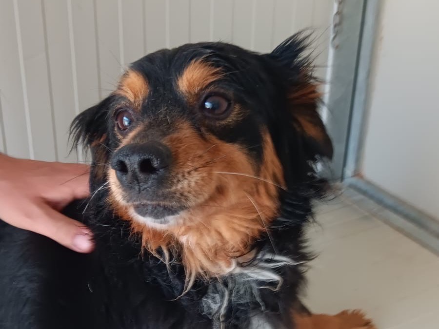 Adozione cane, femmina, Razza sconosciuta Razza sconosciuta, 4 anni e 3 mesi, taglia piccola, Latina