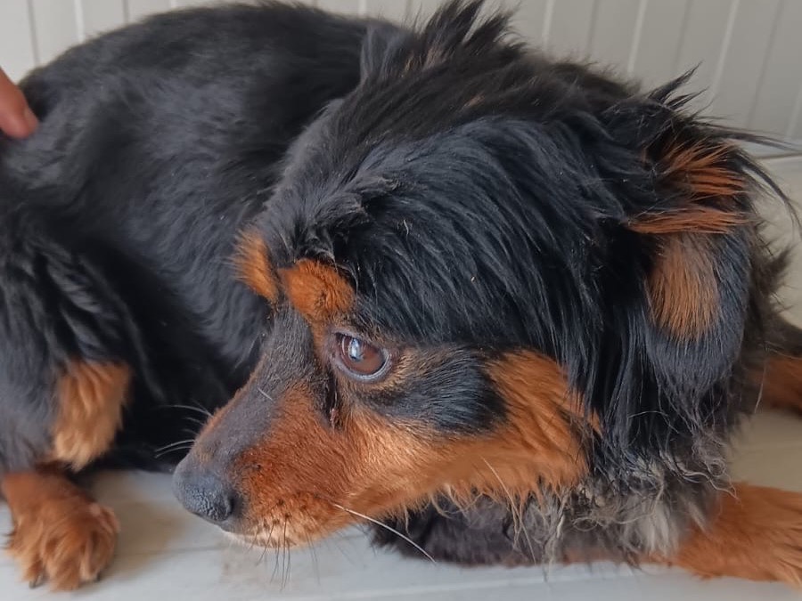 Adotta un cane, femmina, 4 anni e 3 mesi, Latina