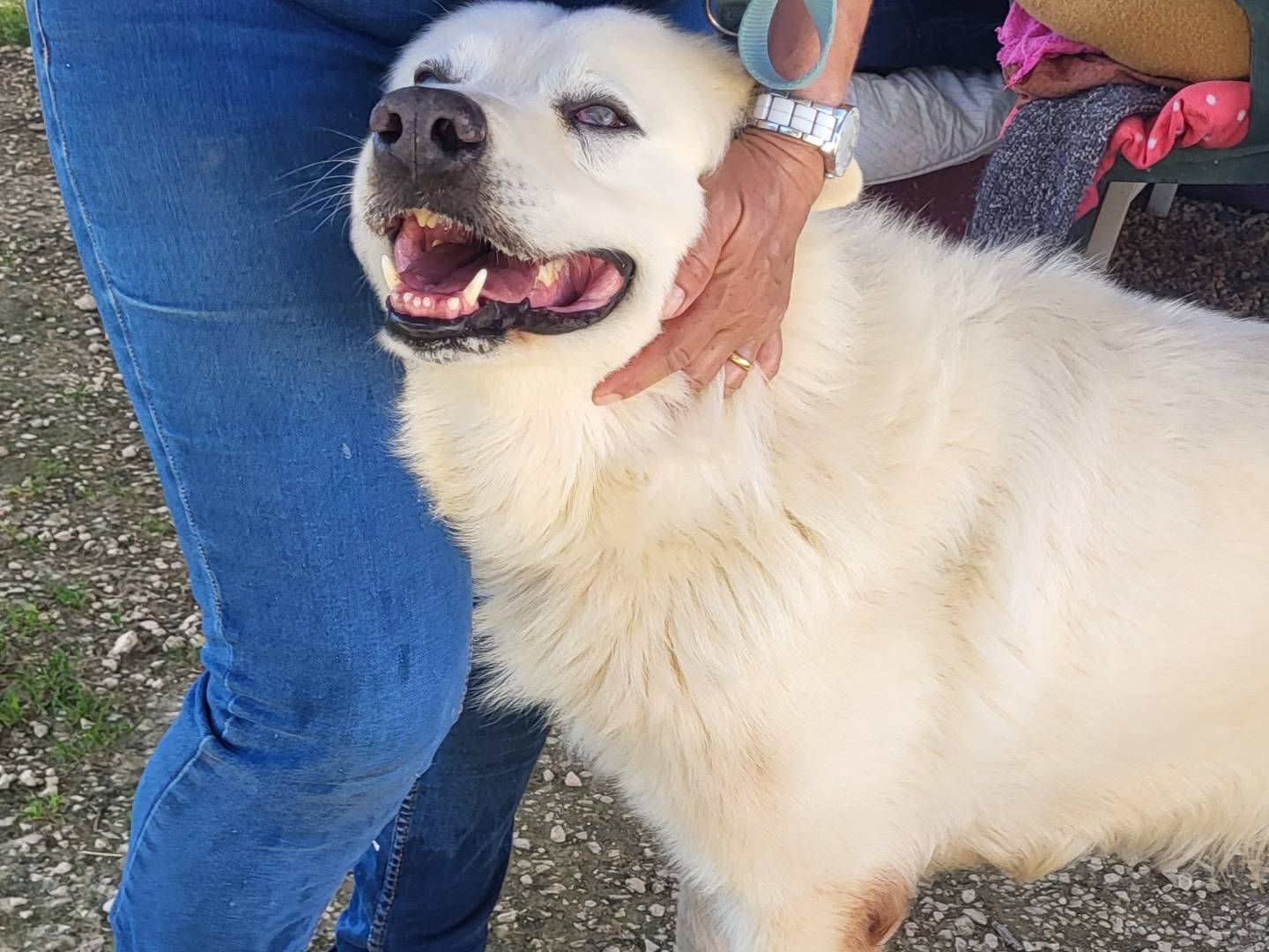 Adozione cane, maschio, Razza sconosciuta Razza sconosciuta, 2 anni e 11 mesi, taglia media, Trapani