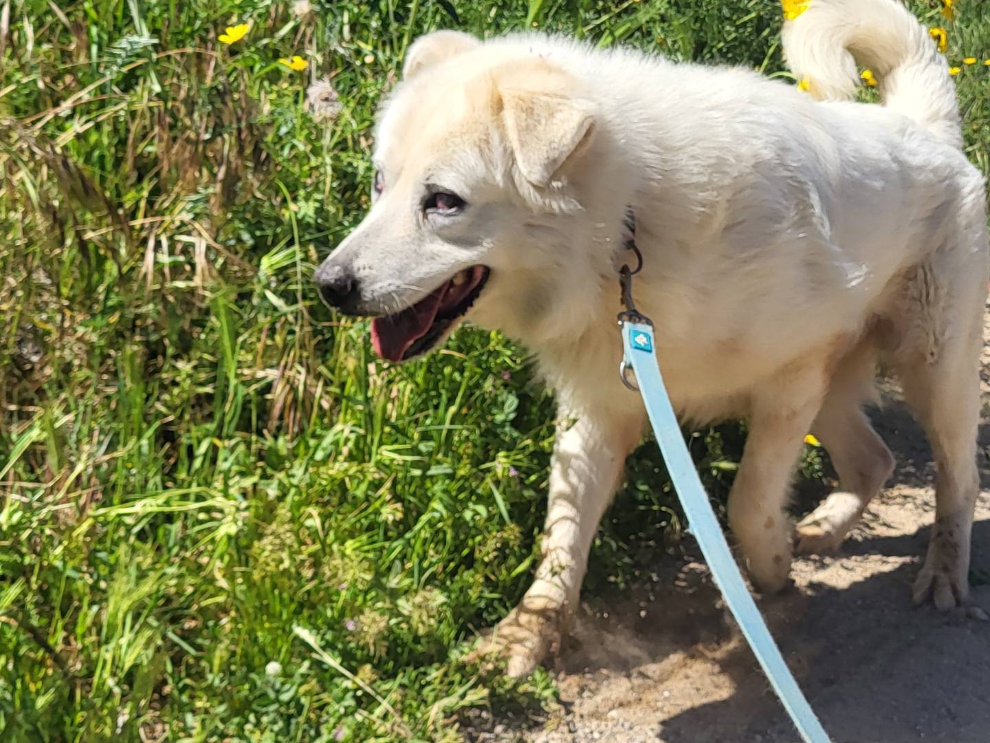 Adotta un cane, maschio, 2 anni e 11 mesi, Trapani