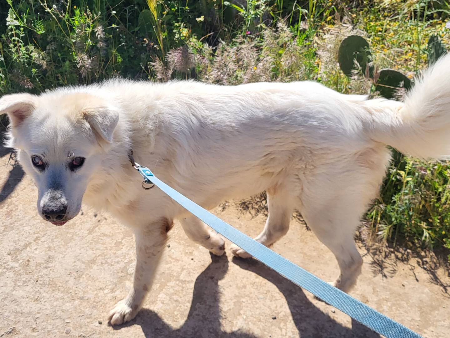 Vuoi adottare un cane a Trapani?