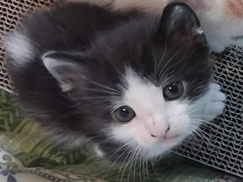 Adozione gatto, maschio, Razza sconosciuta Razza sconosciuta, 2 mesi, taglia non valida, Barletta