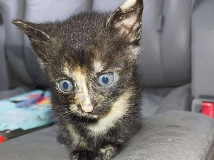 Adotta un gatto, maschio, 2 mesi, Barletta