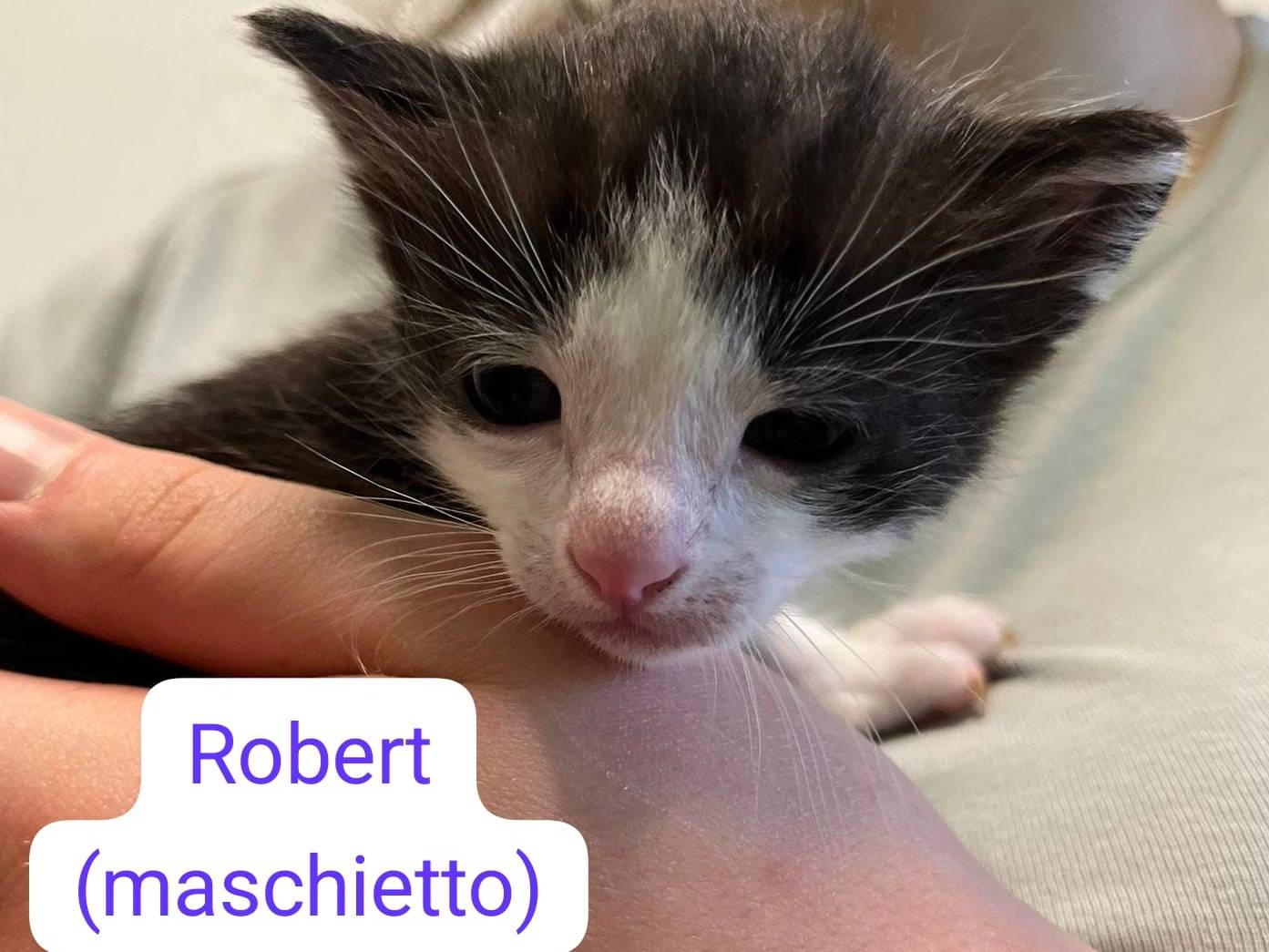 Vuoi adottare un gatto a Barletta?