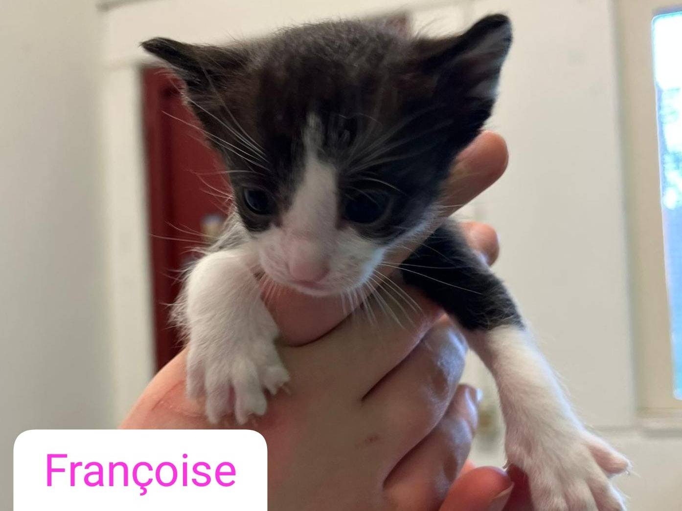 Adotta il gatto Angeli a Barletta