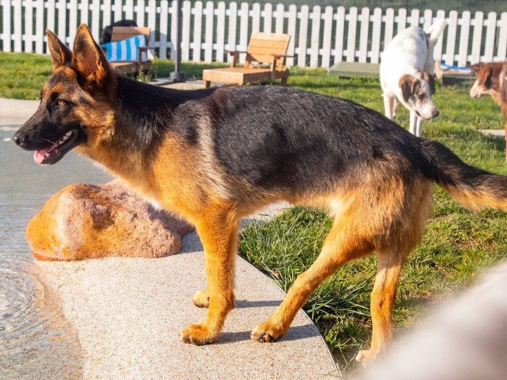 Adozione cane, femmina, Razza sconosciuta Razza sconosciuta, 3 anni e 9 mesi, taglia media, Mantova