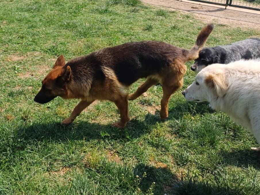 Adotta un cane, femmina, 3 anni e 9 mesi, Mantova