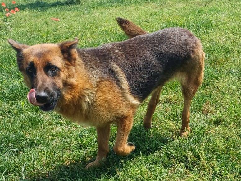 Adotta un cane, taglia media, femmina, Mantova