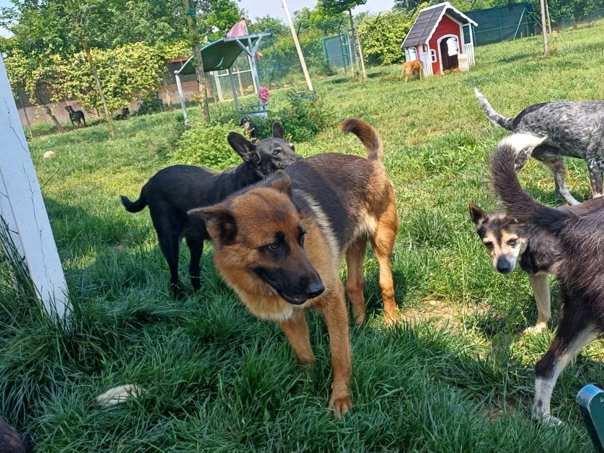 Adotta il cane Noemi a Mantova