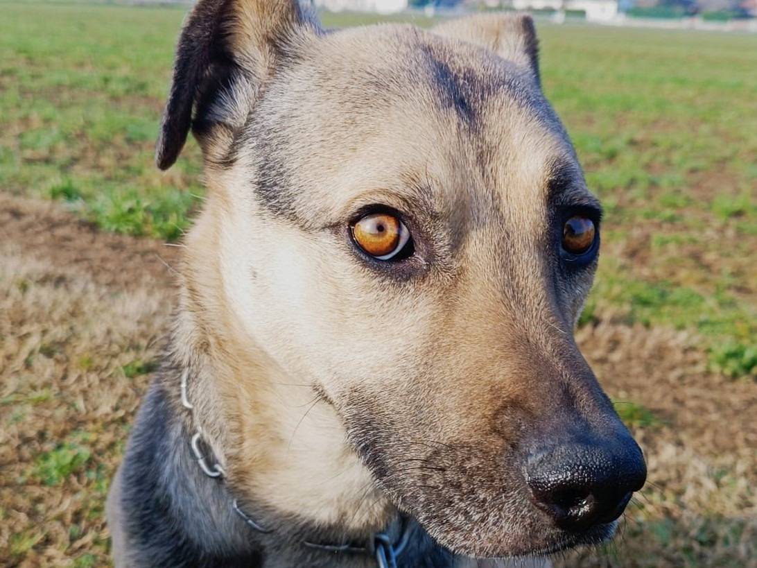 Adotta un cane, taglia media, maschio, Milano