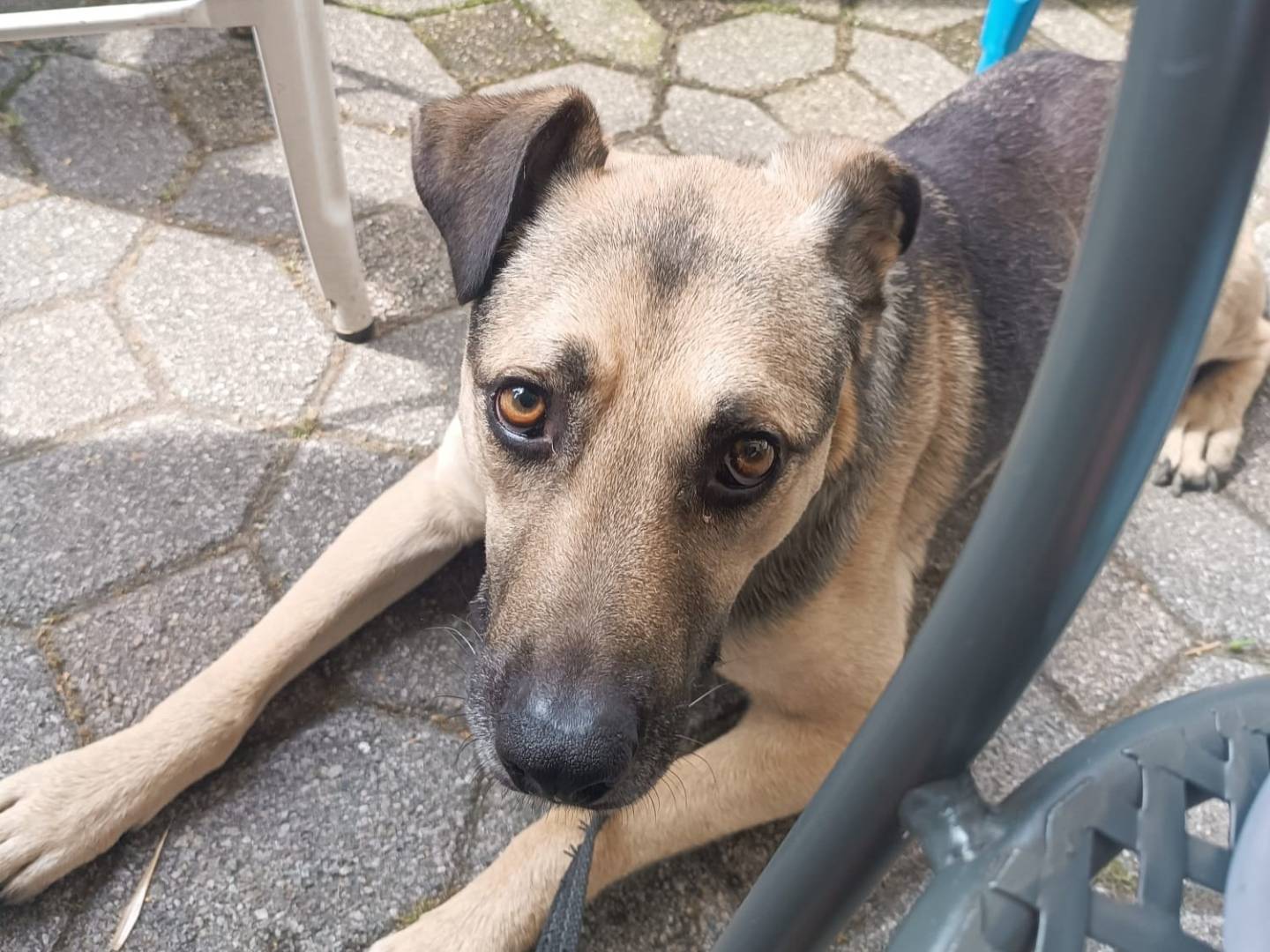 Adotta il cane Tango a Milano