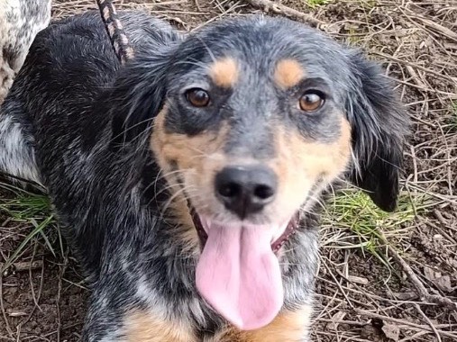 Adozione cane, femmina, Razza sconosciuta Razza sconosciuta, 2 anni, taglia media contenuta, Verona