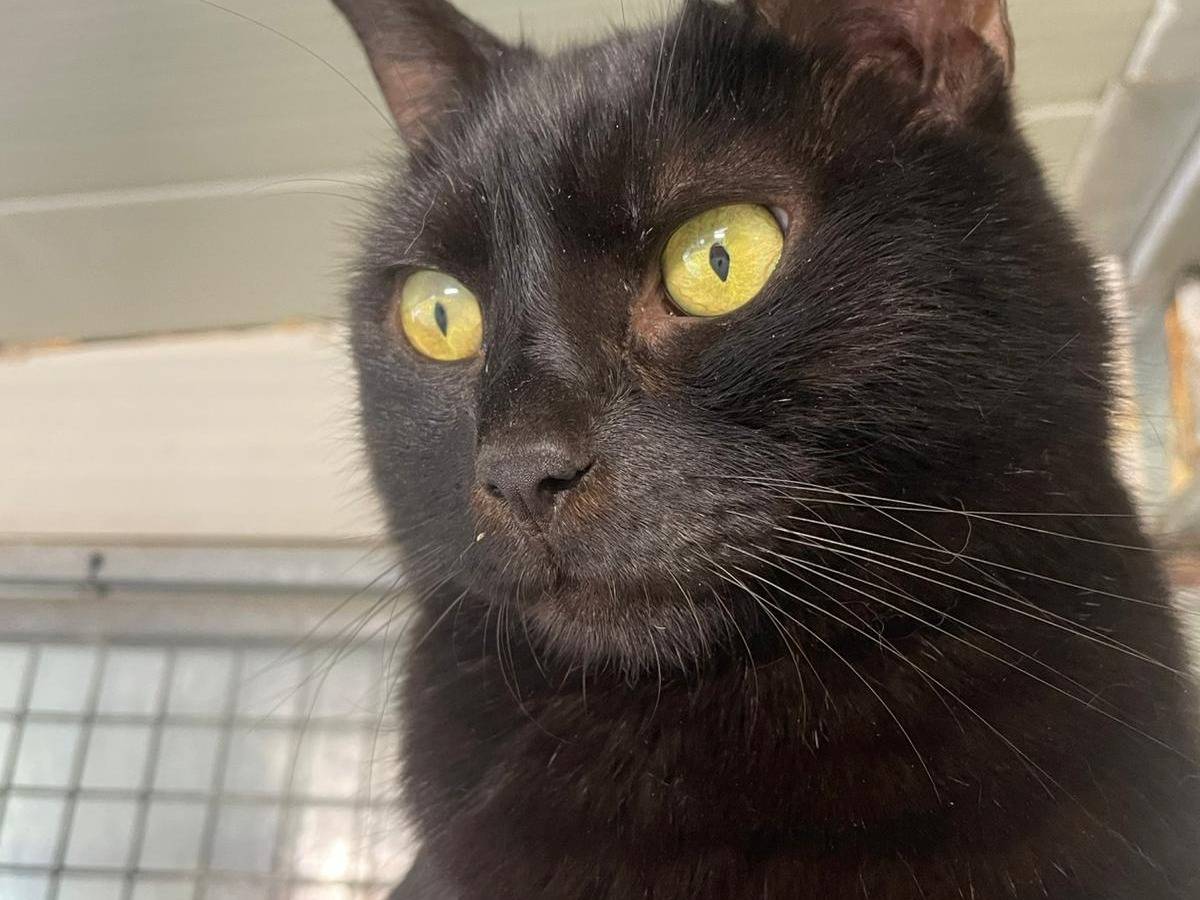 Adozione gatto, maschio, Razza sconosciuta Razza sconosciuta, 11 anni, taglia non valida, Terni