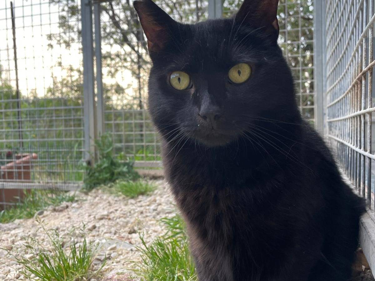 Adotta un gatto, maschio, 11 anni, Terni