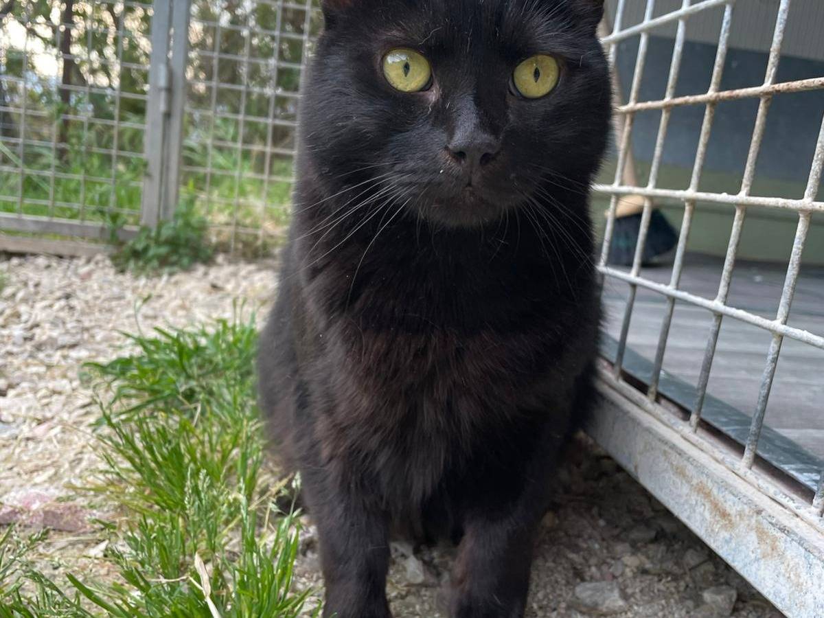 Adotta un gatto, taglia non valida, maschio, Terni