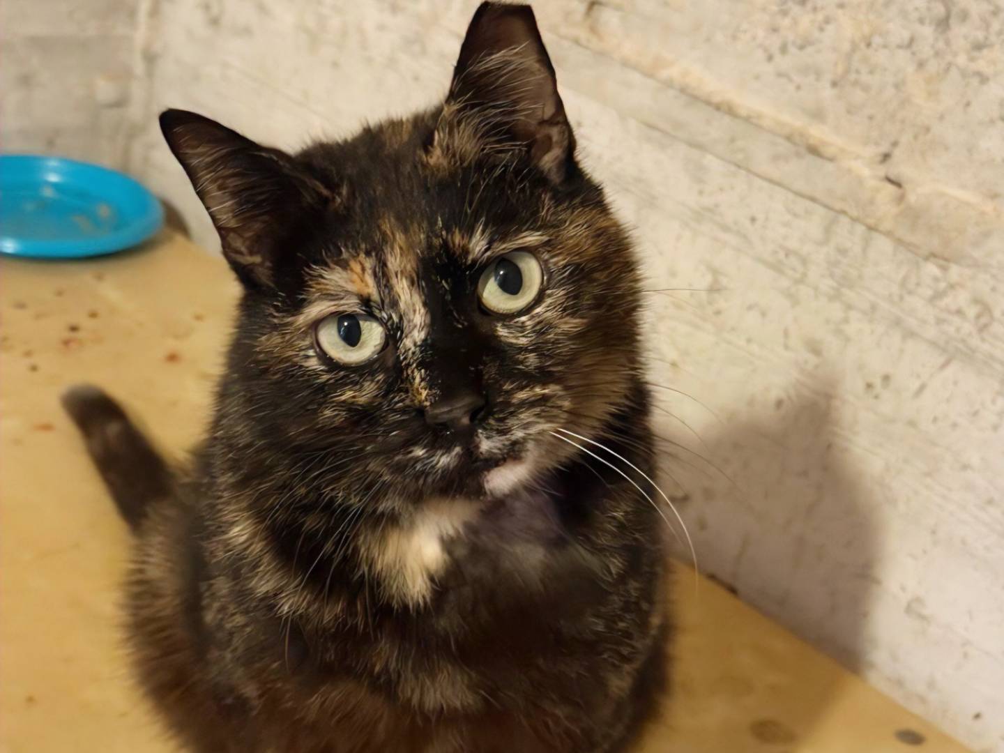 Adozione gatto, femmina, Razza sconosciuta Razza sconosciuta, 7 anni e 11 mesi, taglia non valida, Torino