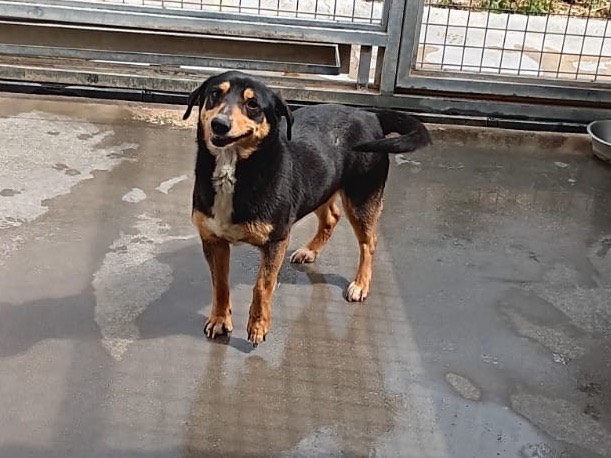 Adozione cane, femmina, Razza sconosciuta Razza sconosciuta, 4 anni, taglia media contenuta, Latina