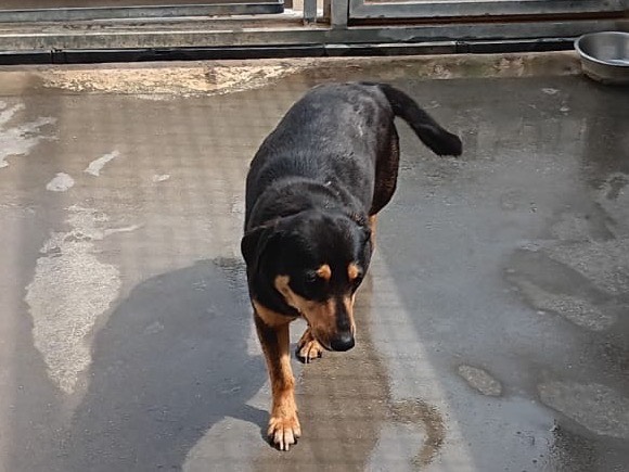 Adotta un cane, femmina, 4 anni, Latina