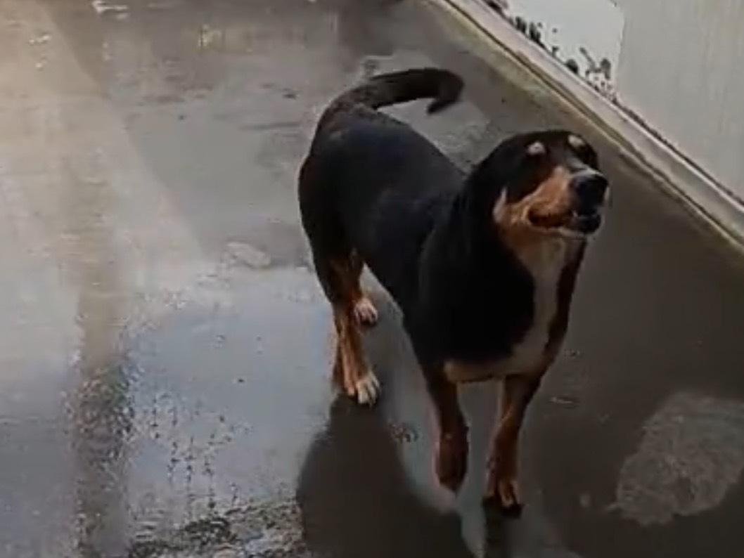 Adotta un cane, taglia media contenuta, femmina, Latina