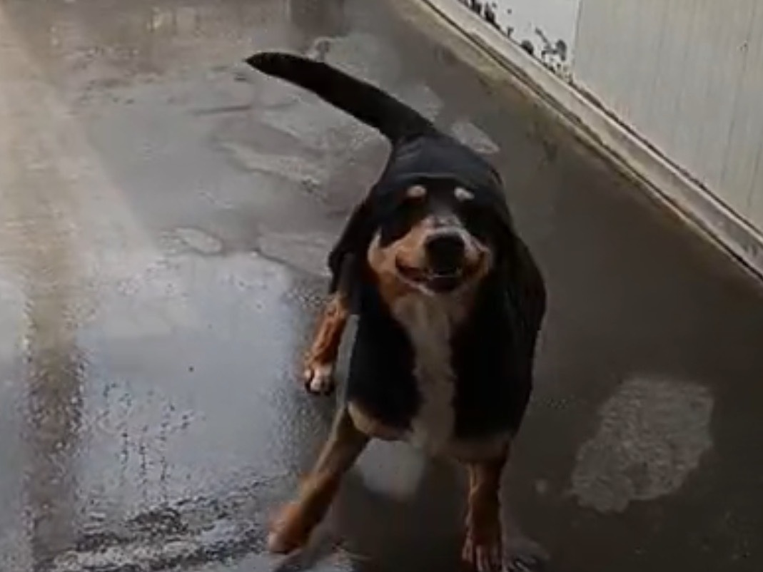 Vuoi adottare un cane a Latina?