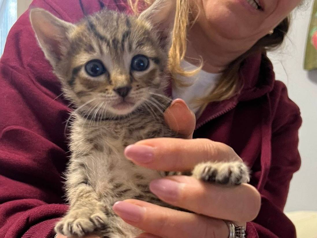 Adotta un gatto, femmina, 3 mesi, Lecco